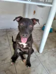 Apolo