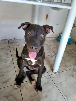 Cachorro raça Viralata com pitib idade 2 a 6 meses nome Apolo