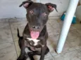 Apolo