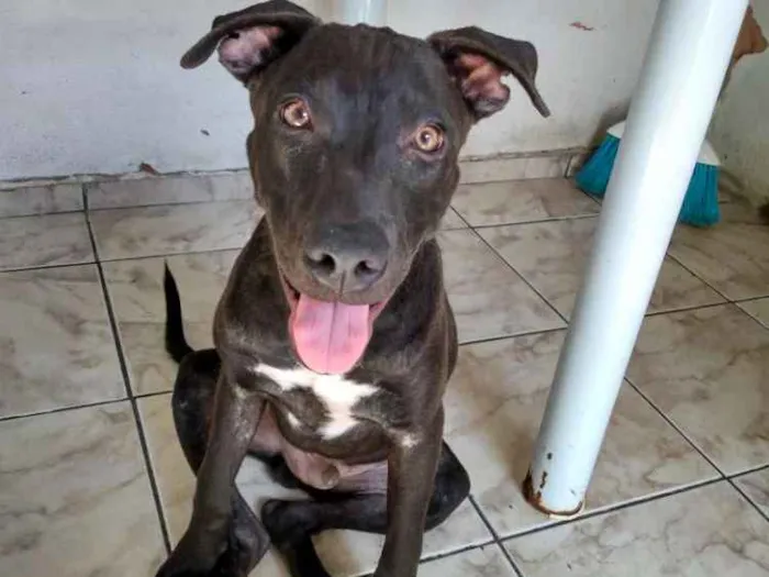 Cachorro raça Viralata com pitib idade 2 a 6 meses nome Apolo