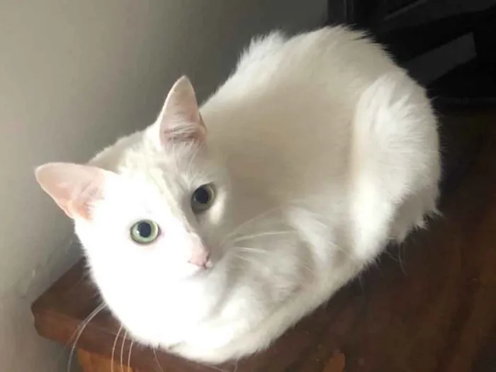 Gato ra a Srd idade 2 anos nome Branca