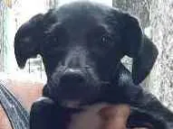 Cachorro raça Não definida  idade 2 a 6 meses nome Carvão 