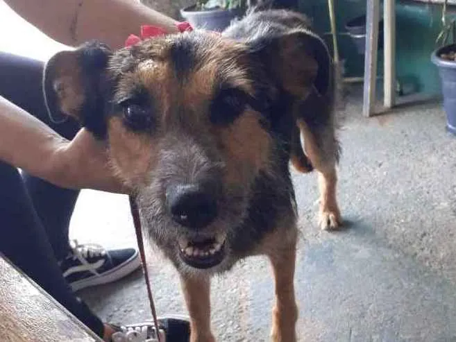 Cachorro ra a Srd idade 3 anos nome Bebel
