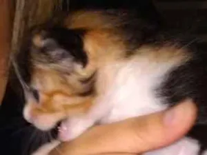Gato raça  idade Abaixo de 2 meses nome Sem nome
