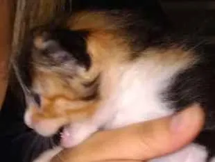 Gato ra a  idade Abaixo de 2 meses nome Sem nome