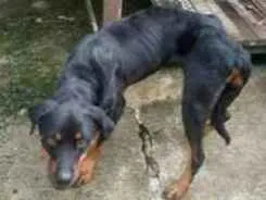 Cachorro raça rottweiler idade 1 ano nome Thor