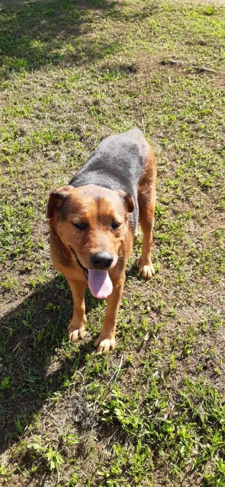 Cachorro ra a Srd idade 4 anos nome Luna