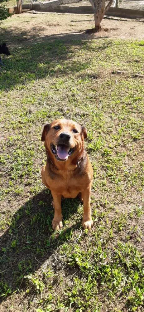 Cachorro ra a Srd idade 4 anos nome Luna