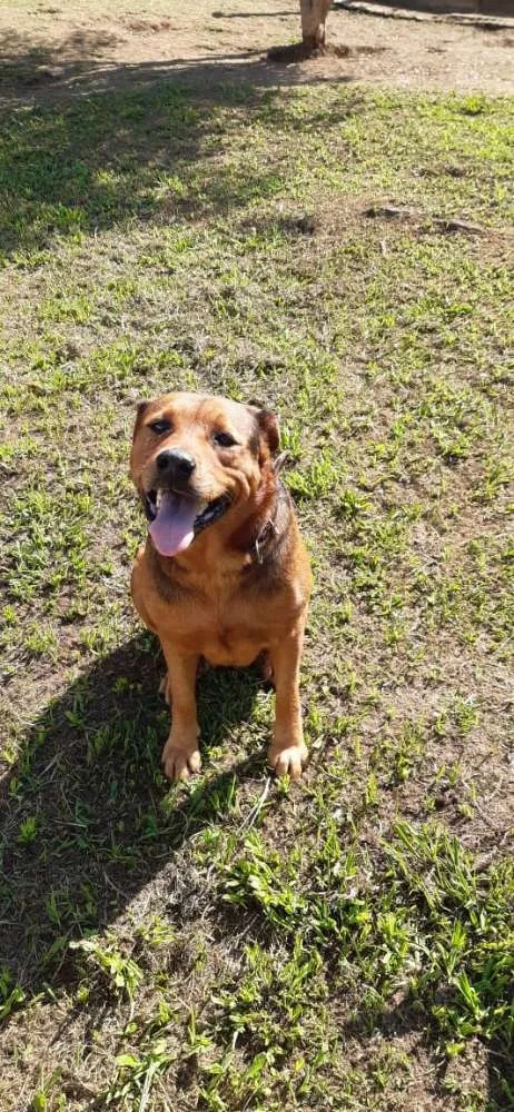 Cachorro ra a Srd idade 4 anos nome Luna