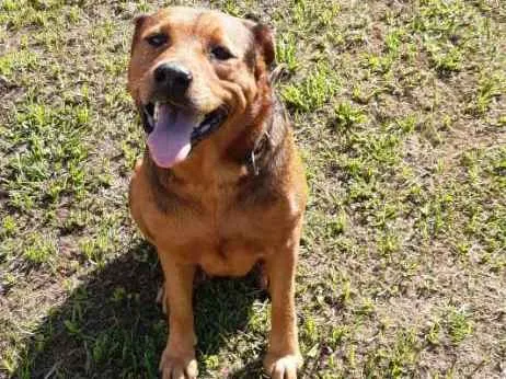 Cachorro ra a Srd idade 4 anos nome Luna
