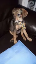 Tobias