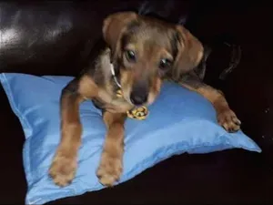 Cachorro raça SRD idade 2 a 6 meses nome Tobias