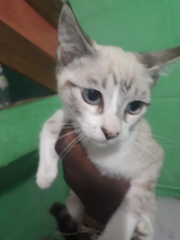 Gato ra a Não sei  idade Abaixo de 2 meses nome Não sei 