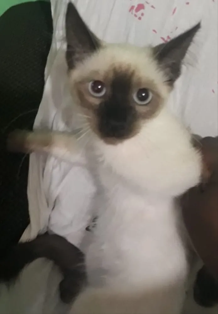 Gato ra a Não sei  idade Abaixo de 2 meses nome Não sei 