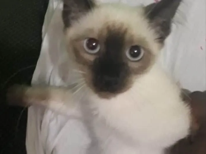 Gato ra a Não sei  idade Abaixo de 2 meses nome Não sei 