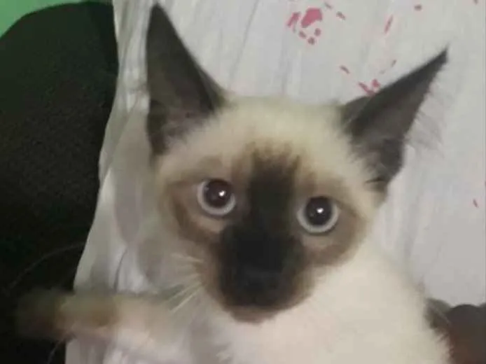 Gato ra a Não sei  idade Abaixo de 2 meses nome Não sei 