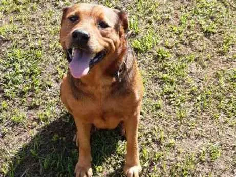 Cachorro ra a Srd idade 4 anos nome Luna