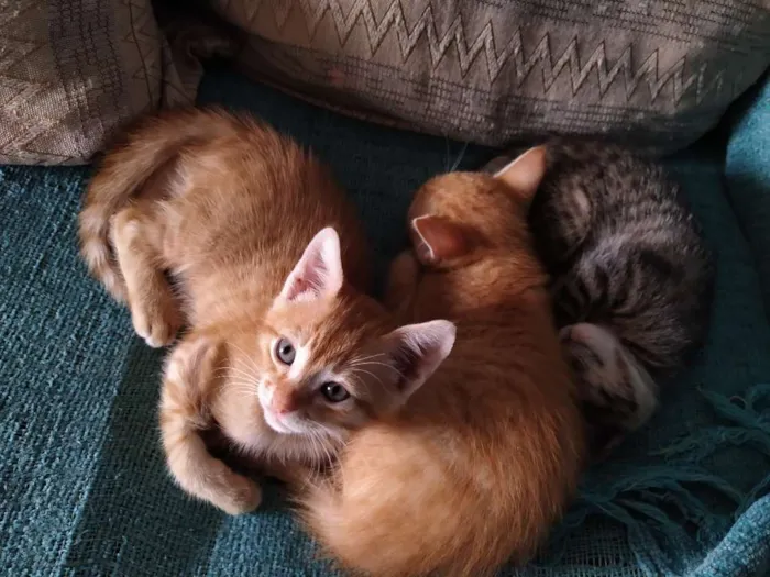 Gato ra a Não sei idade 2 a 6 meses nome Sem nome