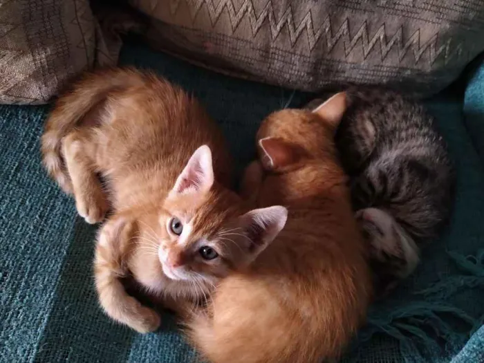 Gato ra a Não sei idade 2 a 6 meses nome Sem nome