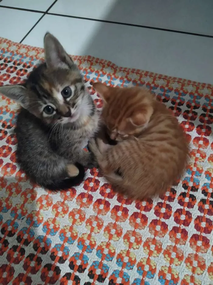Gato ra a Não sei idade 2 a 6 meses nome Sem nome