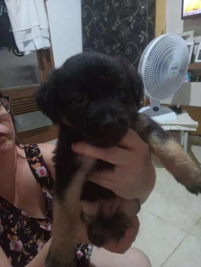 Cachorro raça Srd idade Abaixo de 2 meses nome Sem nomes