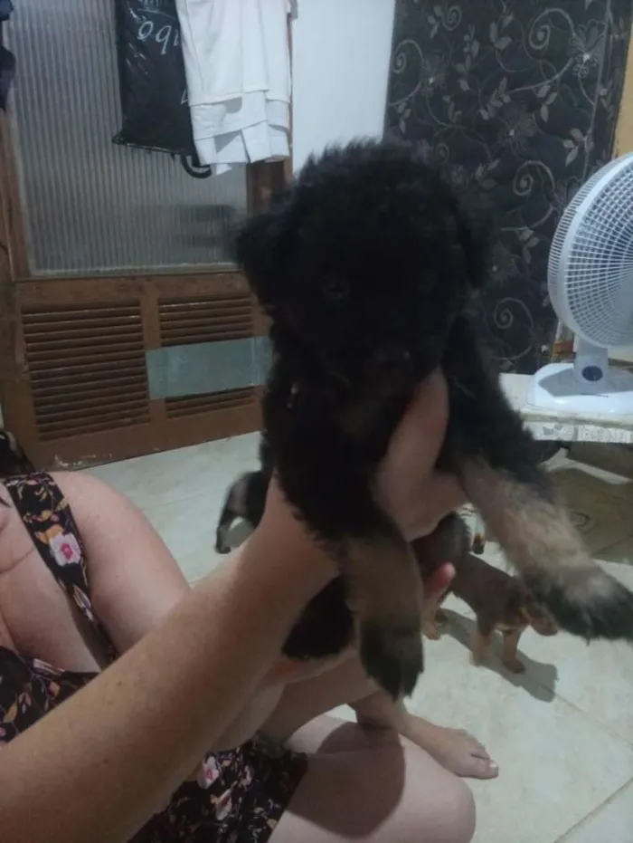 Cachorro raça Srd idade Abaixo de 2 meses nome Sem nome