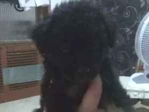 Cachorro raça Srd idade Abaixo de 2 meses nome Sem nome