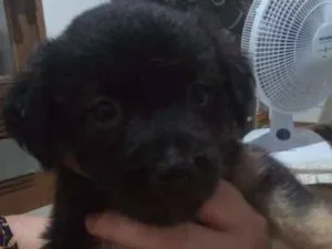 Cachorro raça Srd idade Abaixo de 2 meses nome Sem nomes