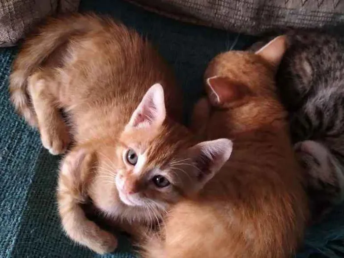 Gato ra a Não sei idade 2 a 6 meses nome Sem nome