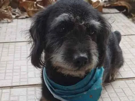 Cachorro ra a Srd idade 3 anos nome Pekeno
