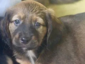 Cachorro raça  idade 2 a 6 meses nome ARGOS BEBEZINHO