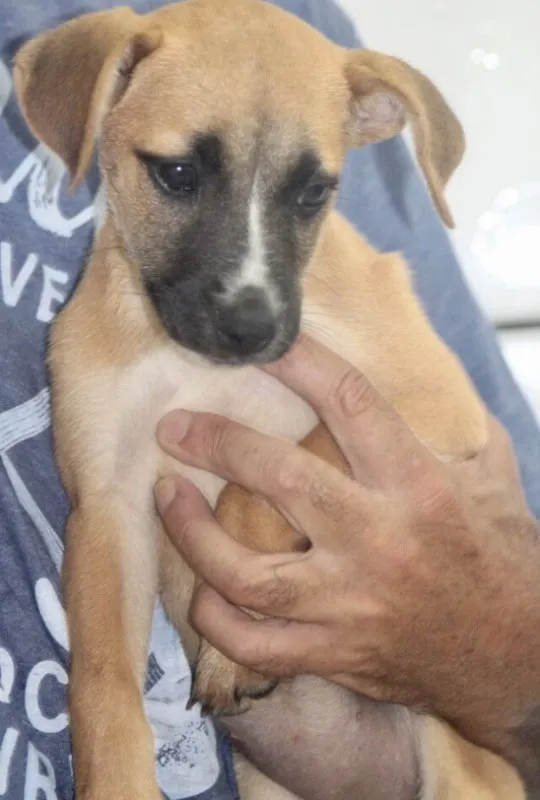 Cachorro ra a  idade 2 a 6 meses nome BEBEL BEBEZINHA