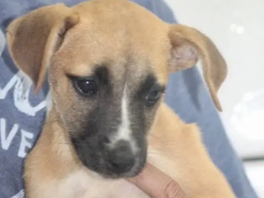 Cachorro ra a  idade 2 a 6 meses nome BEBEL BEBEZINHA