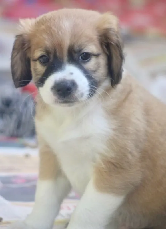 Cachorro ra a  idade 2 a 6 meses nome BETHOVEN BEBEZINHO