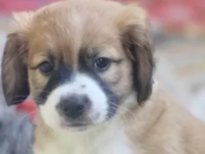 Cachorro raça  idade 2 a 6 meses nome BETHOVEN BEBEZINHO