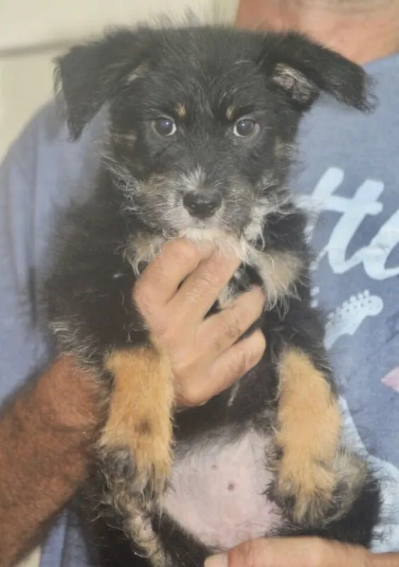 Cachorro ra a  idade 2 a 6 meses nome LORENA BEBEZINHA