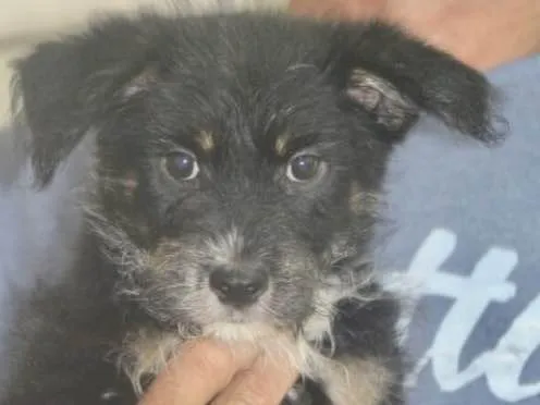 Cachorro ra a  idade 2 a 6 meses nome LORENA BEBEZINHA