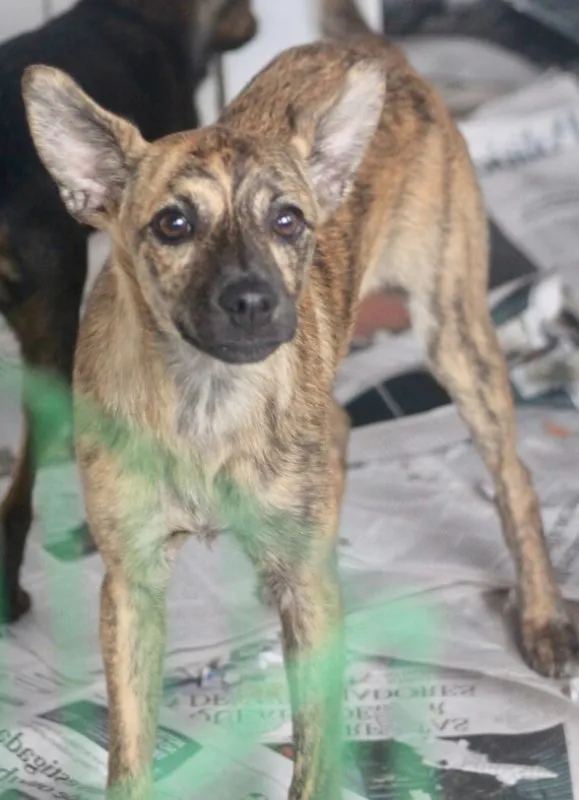 Cachorro ra a  idade 2 a 6 meses nome MOLLY BEBEZINHA PEQ.