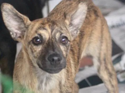 Cachorro ra a  idade 2 a 6 meses nome MOLLY BEBEZINHA PEQ.