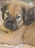 PUPPY BEBEZINHO