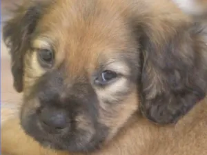 Cachorro raça  idade 2 a 6 meses nome PUPPY BEBEZINHO