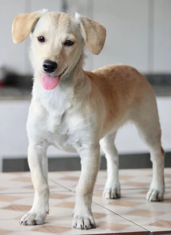 Cachorro ra a  idade 2 a 6 meses nome SERENA BEBEZINHA