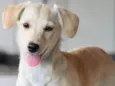 SERENA BEBEZINHA