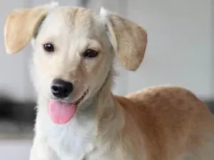 Cachorro raça  idade 2 a 6 meses nome SERENA BEBEZINHA
