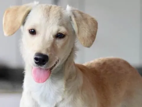 Cachorro ra a  idade 2 a 6 meses nome SERENA BEBEZINHA