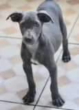 SOFIA BEBEZINHA