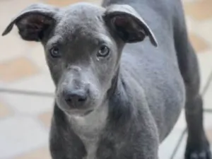 Cachorro raça  idade 2 a 6 meses nome SOFIA BEBEZINHA