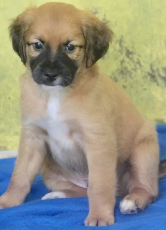 Cachorro ra a  idade 2 a 6 meses nome TOBIAS BEBEZINHO