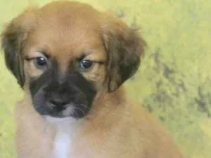Cachorro raça  idade 2 a 6 meses nome TOBIAS BEBEZINHO