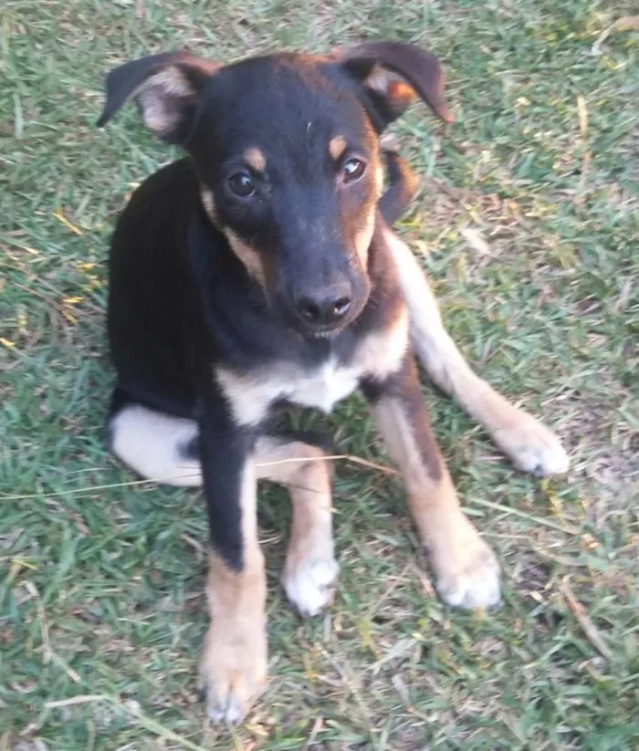 Cachorro raça Não sei idade 2 a 6 meses nome Bela-PrincesaPantera